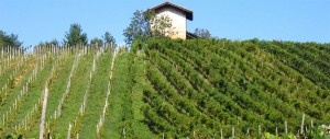 vigneti