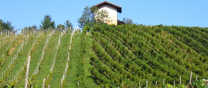 Presentato il Testo unico della vite e del vino