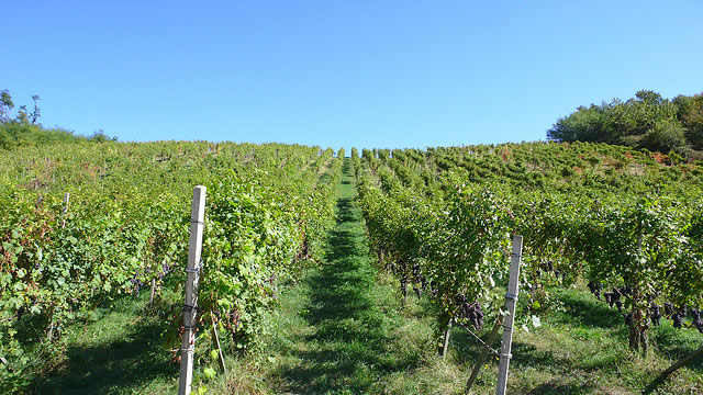 Vincono l’Oscar dell’ambiente i magnifici 13 Comuni del vino