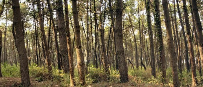 In Piemonte a rischio 250 mila ettari di bosco