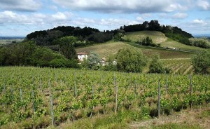 colline di gavi