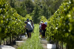 Mille stagionali pronti per le aziende piemontesi