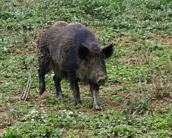 Agricoltori contro cinghiali: “Cacciamoli anche di notte”