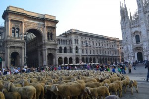 Pecore in piazza del Duomo a Milano, durante le riprese del lungometraggio "L'ultimo pastore" di Mario Bonfanti