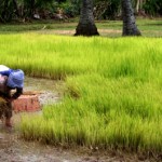 cambodia_rice