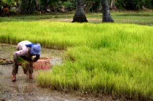 cambodia_rice