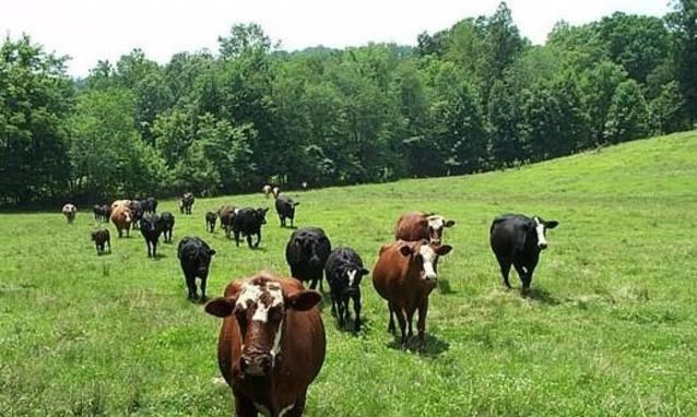 Senza gli alpeggi risaia in pericolo