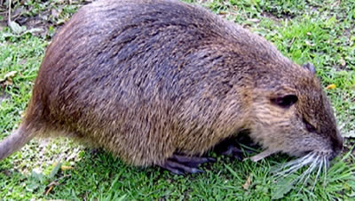 La nutria finisce nel decreto Competitività: è cacciabile