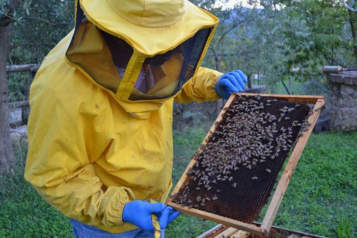 Miele, annata da dimenticare in Piemonte