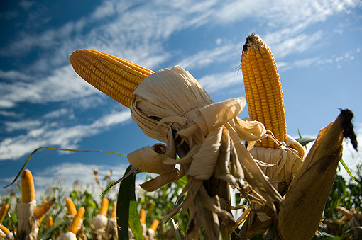 Senza tracciabilità difficile evitare i cibi Ogm