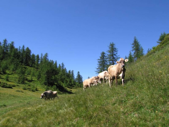 I pascoli, 305 mila ettari salvagente della pianura