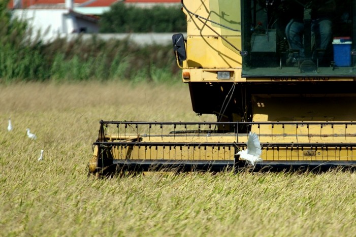 Carrà (Ente Risi): torniamo a fare gli agricoltori