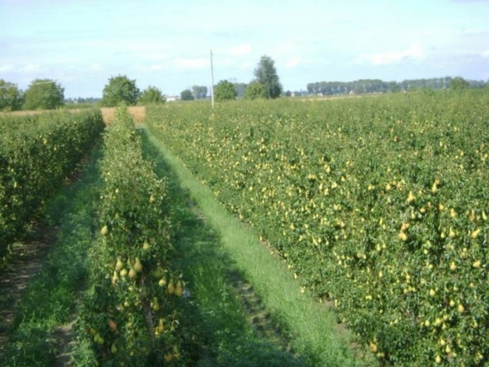 L’acqua elettrolizzata che difende la frutta