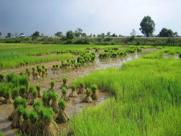 Cambogia, l’altra faccia del paese che ci fa la concorrenza