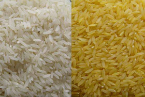 GoldenRice