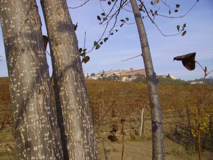 Chiesto un organismo di controllo unico per l’agroalimentare