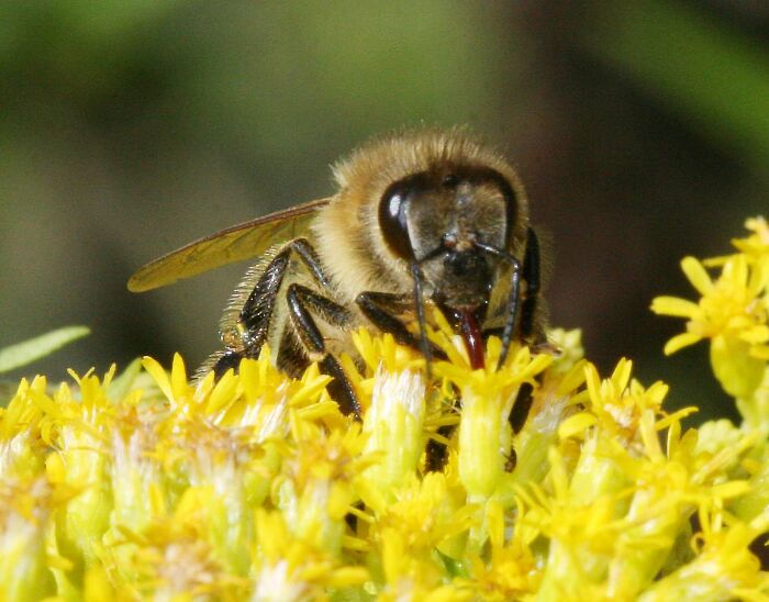 Strasburgo: alt agli Ogm, ma via libera al miele con polline contaminato