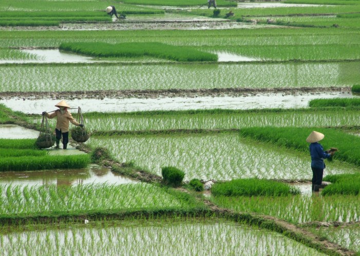 Cia: subito scudo per il riso (intanto la Cambogia riduce l’export)