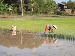 800px-Rice_planting