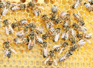 Europa, Psr e anagrafe: fare squadra per salvare le api