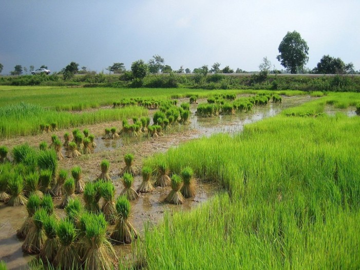 Riso, la Cambogia rassicura ma non convince