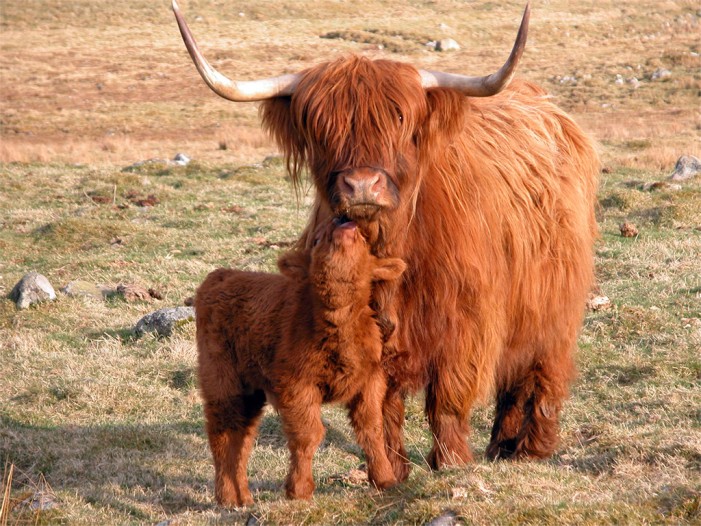 Ai piedi del Rosa il toro campione per le Highland Cattle