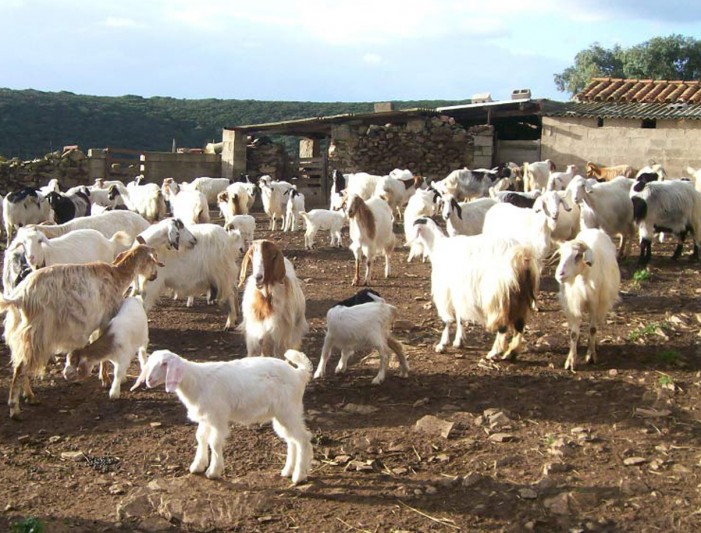Il sistema della carne di capra della Valle Vigezzo