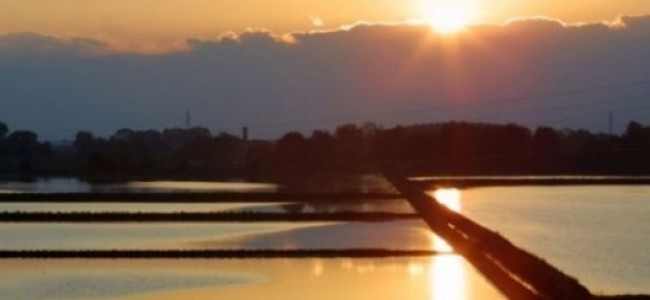 Piano verde: proroga in Piemonte. Expo: appuntamento alla Vigna di Leonardo