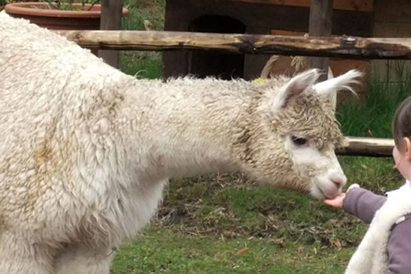 Dalla banca all’alpaca esempio di agriturismo avanzato