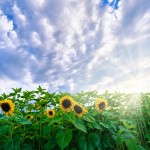 Sunflower Field