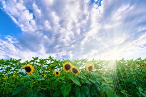 Sunflower Field