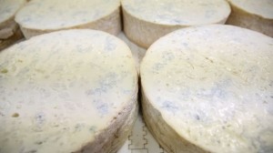 gorgonzola