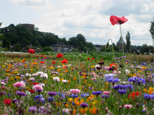 Entente florale, via al concorso villaggio più fiorito dell’Ue