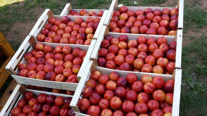 Caporalato e lavoro nero. Confagricoltura: denunciamoli