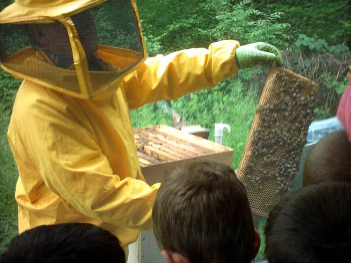 Apicoltura: Piemonte primo in Italia, arrivano sostegni al settore