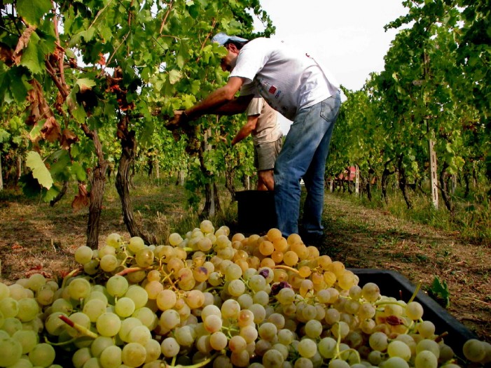 Ferrero: il caporalato non macchierà il bello e il buono del Piemonte