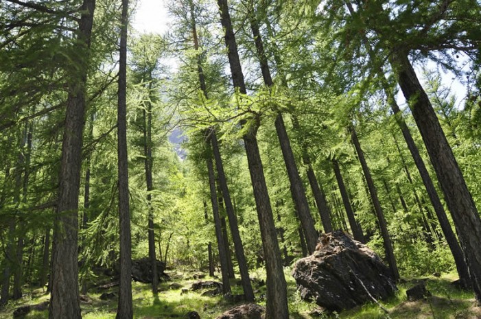 In Piemonte il bosco diventa valore collettivo