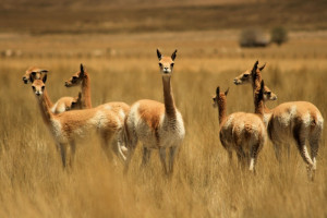 vicuna