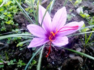 Crocus sativus[1]