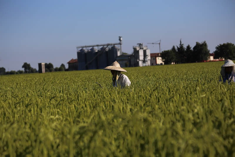 Mondamano e cascina