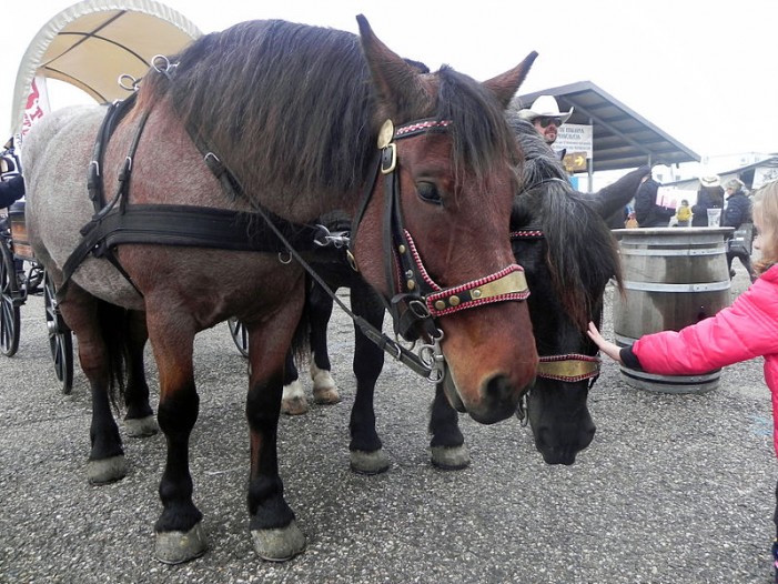 Fieracavalli, a Verona vetrina mondiale