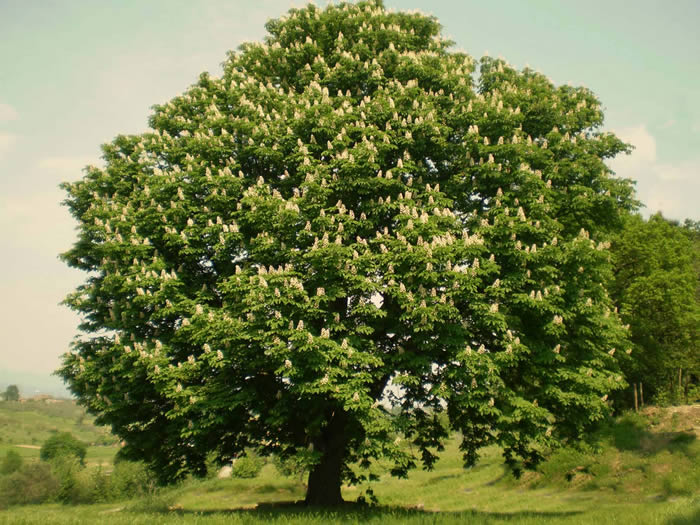 Salviamo il castagno divoratore di anidride carbonica