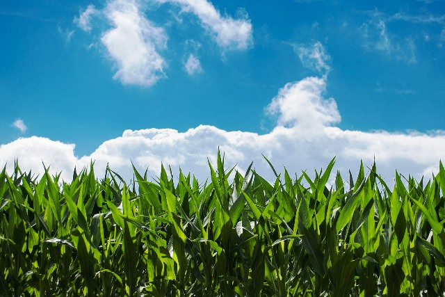 Conferenza di Parigi, senza agricoltura non ci sarà soluzione