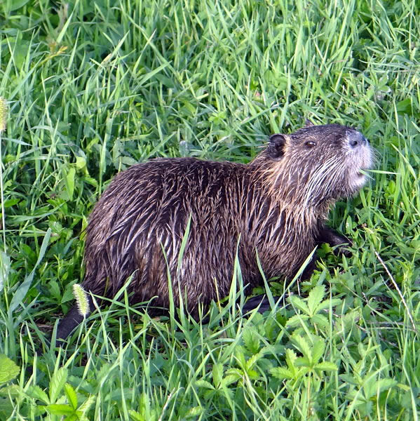 Agricoltori in trincea contro l’invasionedelle nutrie