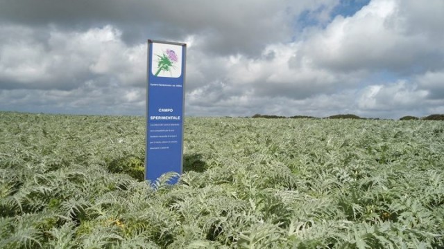 Dal cardo bioplastiche anticrisi