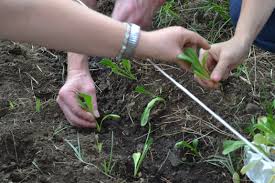 Agricoltura sociale; primo master in Italia