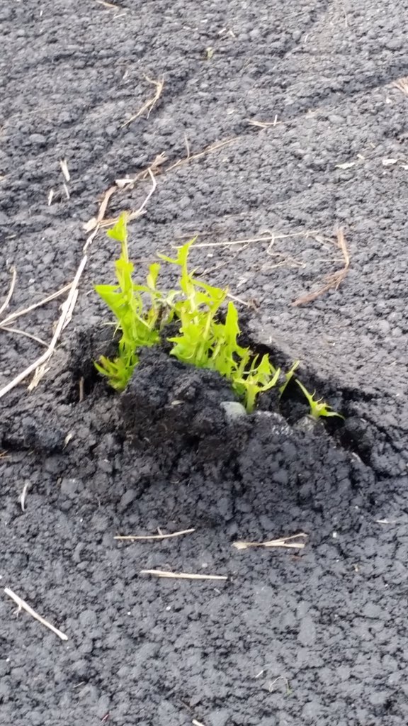 Mai darsi per vinti, la natura insegna