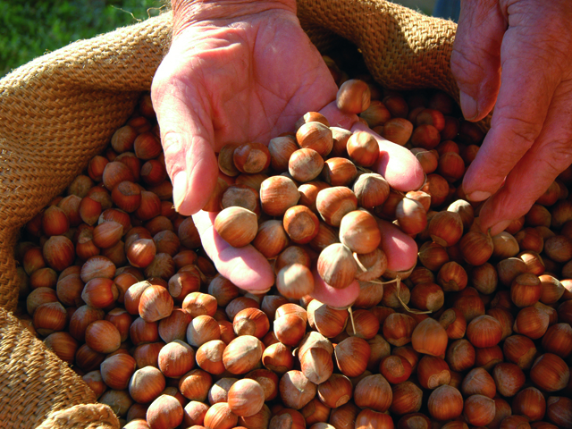 Denominazione nocciole, giù le mani dal nome Langhe