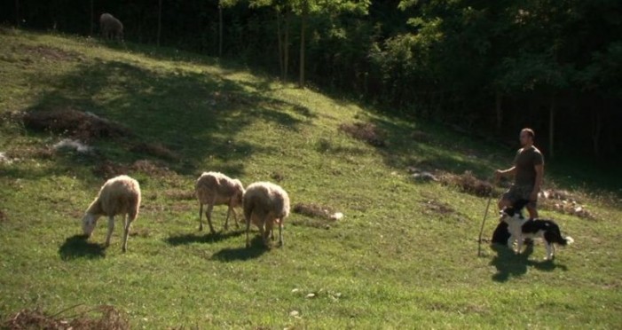I pastori, una storia del Piemonte