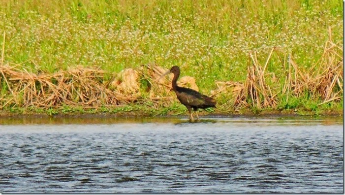 Cascina Spinola, tempio del birdwatching in risaia